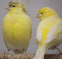 Crested Canaries Crested Canaries